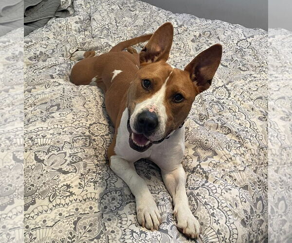 Medium Photo #5 Bull Terrier-Unknown Mix Puppy For Sale in Rochester, NY, USA