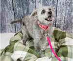 Small #10 Poodle (Miniature) Mix