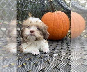 Shih Tzu Puppy for sale in TEMPLE, GA, USA