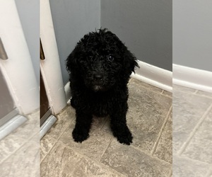 Poodle (Standard) Puppy for sale in CLEVELAND, TN, USA