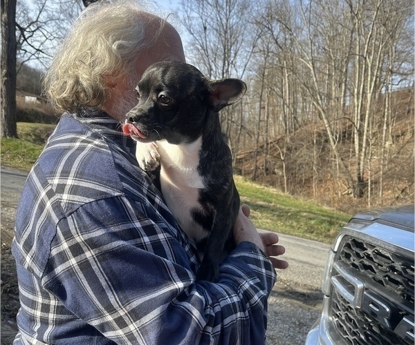Medium Photo #26 French Bullhuahua Puppy For Sale in SPRAGGS, PA, USA