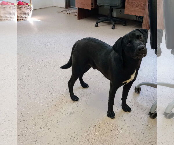 Medium Photo #2 Labrador Retriever-Unknown Mix Puppy For Sale in York, SC, USA