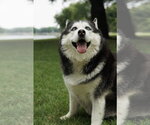 Small #4 Siberian Husky