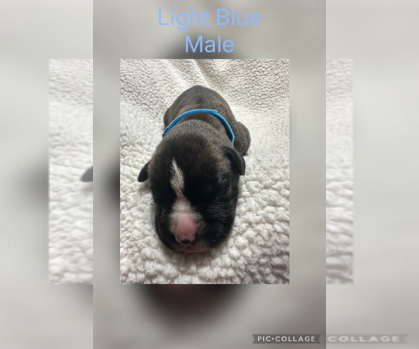 Medium Photo #7 Boxer Puppy For Sale in RALEIGH, NC, USA