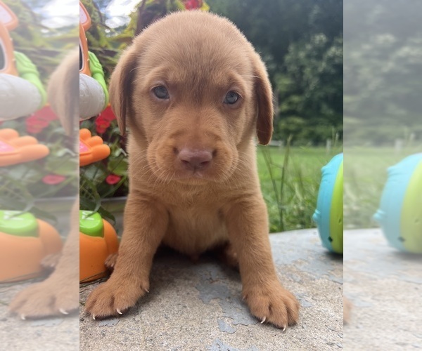 Medium Photo #2 Labrador Retriever Puppy For Sale in NEOLA, WV, USA
