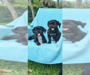 Shih Tzu Dogs for adoption in Weston, FL, USA