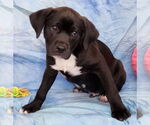 Small #1 Bulldog-Labrador Retriever Mix