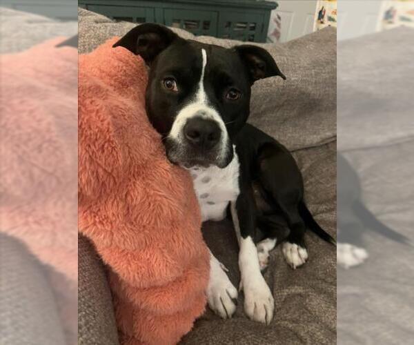 Medium Photo #4 American Pit Bull Terrier-Unknown Mix Puppy For Sale in Las Vegas, NV, USA