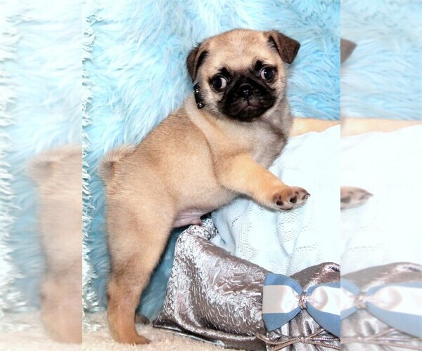 Medium Photo #1 Pug Puppy For Sale in MIAMI, FL, USA