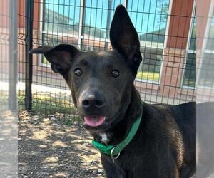 Labrador Retriever-Unknown Mix Dogs for adoption in San Antonio, TX, USA