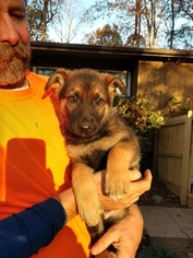 German Shepherd Dog Puppy for sale in GREENSBORO, NC, USA