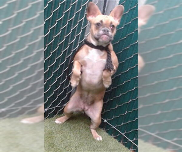 Medium Photo #1 French Bulldog Puppy For Sale in Downey, CA, USA