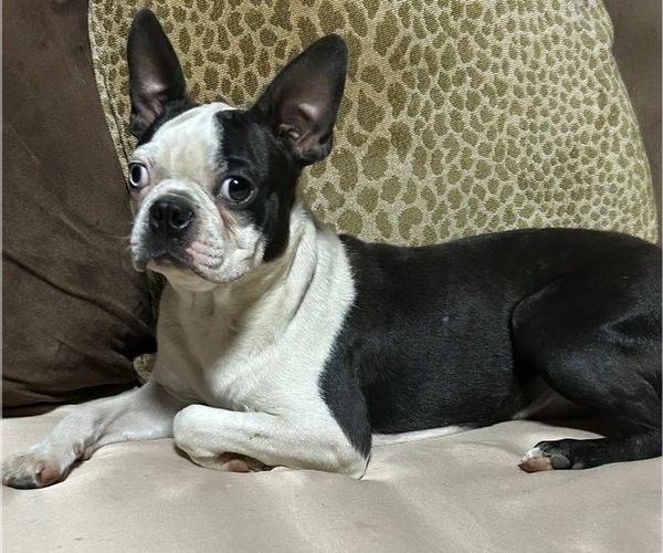 Medium Photo #1 Boston Terrier Puppy For Sale in ABILENE, TX, USA