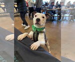 Small #6 American Pit Bull Terrier Mix