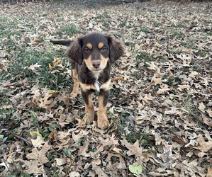 Cock-A-Poo Puppy for sale in INDEPENDENCE, MO, USA