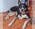 Small Siberian Husky Mix
