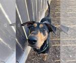 Small #18 Doberman Pinscher-Pointer Mix