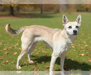 Darla 26/616 - Female Mutt Dog for Adoption - Photo #8