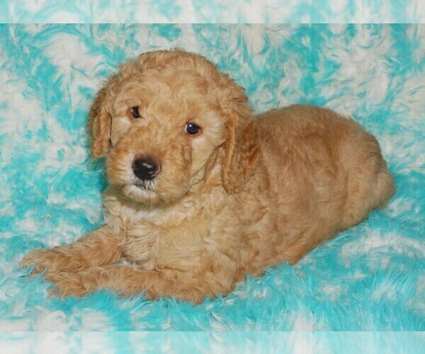 Medium Photo #1 Miniature Labradoodle Puppy For Sale in LA HABRA, CA, USA