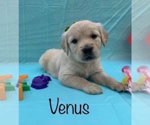 English Cream Golden Retriever Puppy for sale in DEARBORN, MO, USA