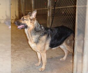 Pauline - Female German Shepherd Dog Dog for Adoption - Photo #2
