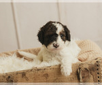 Small #1 Miniature Bernedoodle