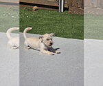 Small #4 Mutt
