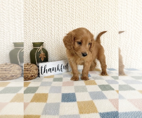 Medium Photo #4 Goldendoodle mix (+ Poodle Miniature) Puppy For Sale in INDIANAPOLIS, IN, USA