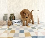 Small #3 Goldendoodle mix (+ Poodle Miniature)