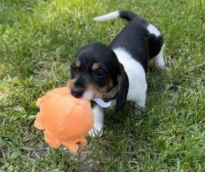 Dachshund Puppy for sale in JONESVILLE, MI, USA