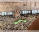 Small #1 Goldendoodle