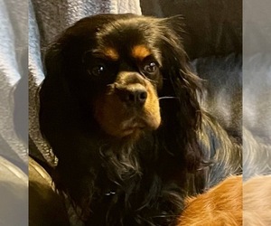 Father of the Cavalier King Charles Spaniel puppies born on 01/23/2024