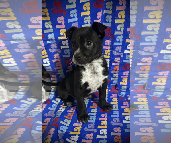 Medium Photo #12 Border Collie-Unknown Mix Puppy For Sale in Columbus, IN, USA