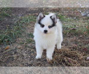 Pomsky Puppy for sale in BARNESVILLE, KS, USA