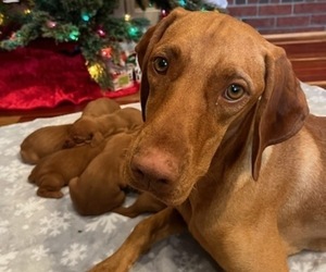 Mother of the Vizsla puppies born on 11/18/2022