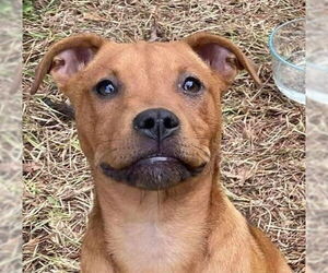Mutt Dogs for adoption in Canton, CT, USA