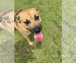 Small #2 Black Mouth Cur