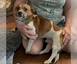 Jack Chi Dogs for adoption in Holly Springs, NC, USA