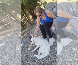 **BANDIT - Male Border Collie-Unknown Mix Dog for Adoption - Photo #3
