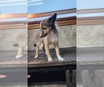 Small Photo #12 Shetland Sheepdog Puppy For Sale in GREENWOOD, WI, USA
