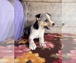Small #11 Miniature Australian Shepherd-Mutt Mix