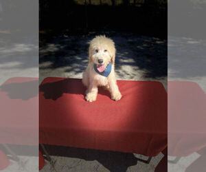 Goldendoodle-Poodle (Miniature) Mix Puppy for sale in WINTER HAVEN, FL, USA