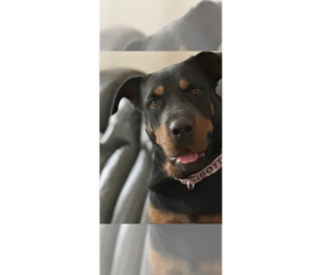 Rottweiler-Unknown Mix Dogs for adoption in Gilbert, AZ, USA