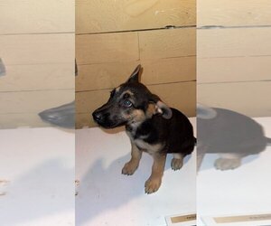 German Shepherd Dog Puppy for sale in ROCHESTER, NY, USA