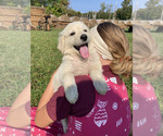 Puppy Max Border Collie-Maremma Sheepdog Mix