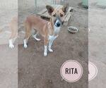 Small #37 Saluki-Whippet Mix