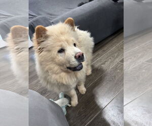 Chow Chow Dogs for adoption in Valrico, FL, USA