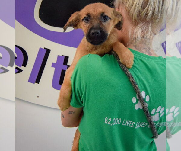 Medium Photo #4 German Shepherd Dog-Unknown Mix Puppy For Sale in Huntley, IL, USA