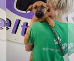Small #3 German Shepherd Dog Mix