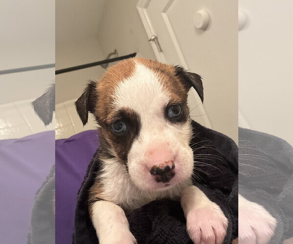 Medium Photo #1 Catahoula Leopard Dog-Mountain Cur Mix Puppy For Sale in Holly Springs, NC, USA